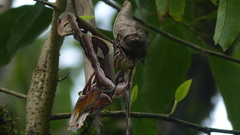 Attacus taprobanis