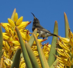 Cinnyris fuscus fuscus