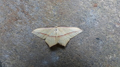 Timandra responsaria