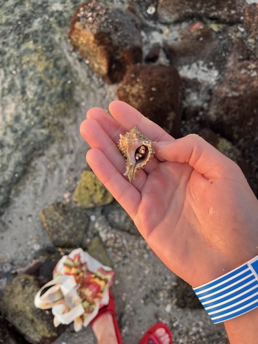 Big Claw Purple Hermit Crab