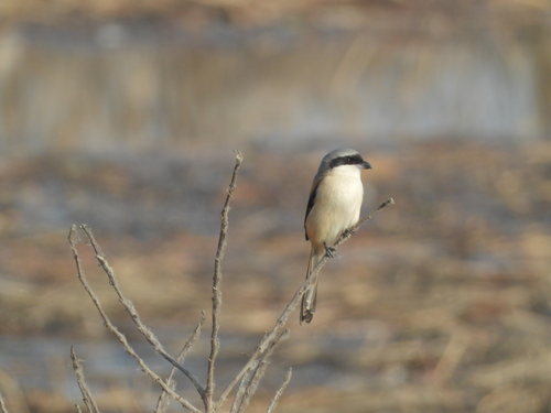 Long-tailed Shrike