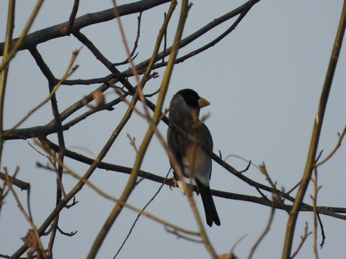 Yellow-billed Grosbeak