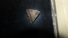 Pandesma anysa
