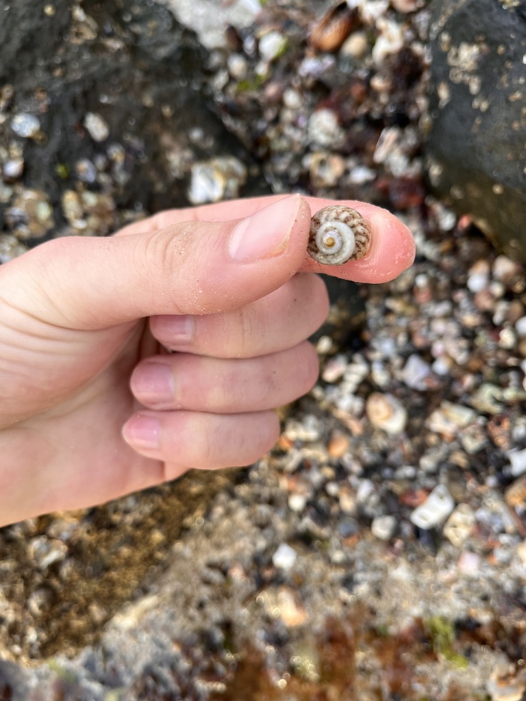 Tegula rubroflammulata