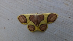 Plutodes pseudocyclaria