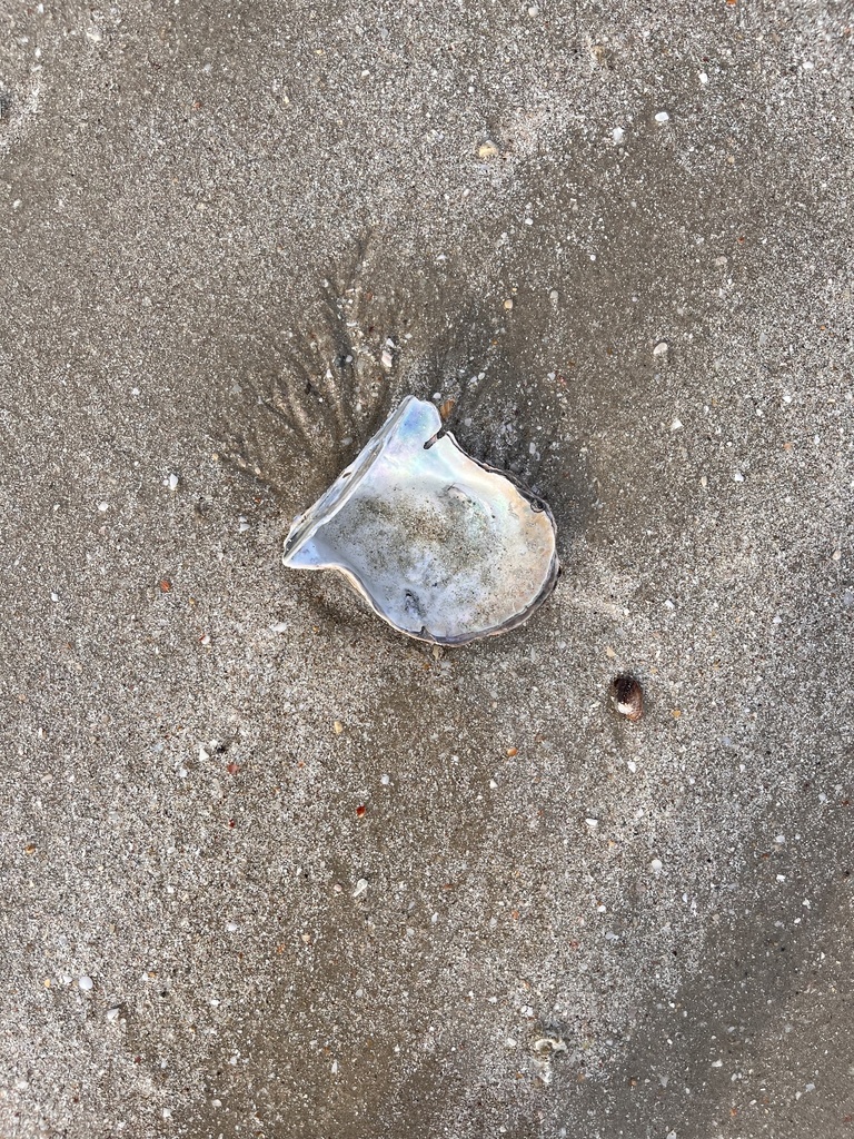 Pacific wing-oyster