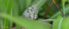Melanargia
