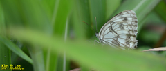 Melanargia
