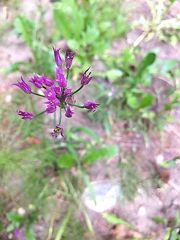 Allium brevistylum