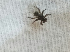 Lipoptena depressa