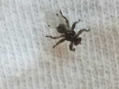 Lipoptena depressa