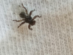 Lipoptena depressa