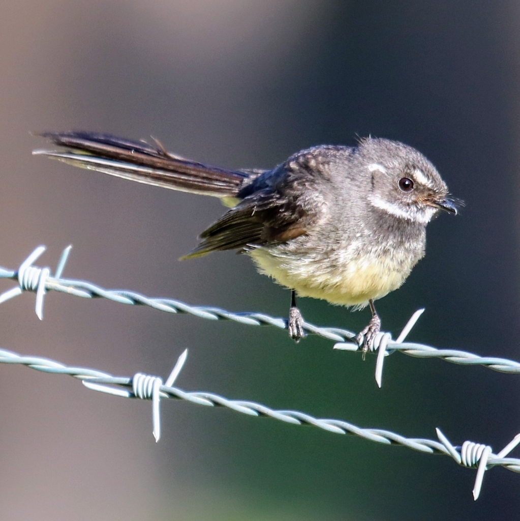 Grey Fantail