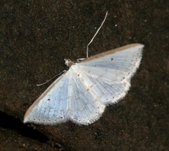 Derambila costata