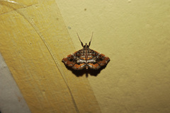 Paracymoriza