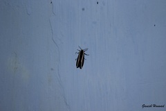 Rajendra perrottetii