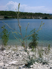 Seseli dichotomum