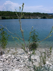 Seseli dichotomum