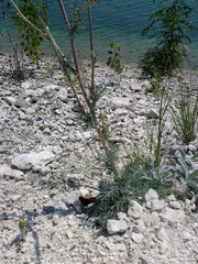 Seseli dichotomum