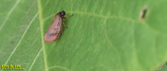 Eoscarta assimilis