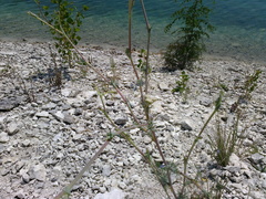 Seseli dichotomum