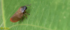 Eoscarta assimilis