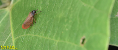 Eoscarta assimilis