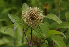 Clematis fusca