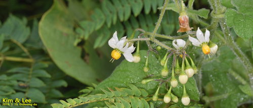 Solanum lyratum iNat (3)