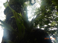 Lepisorus thunbergianus