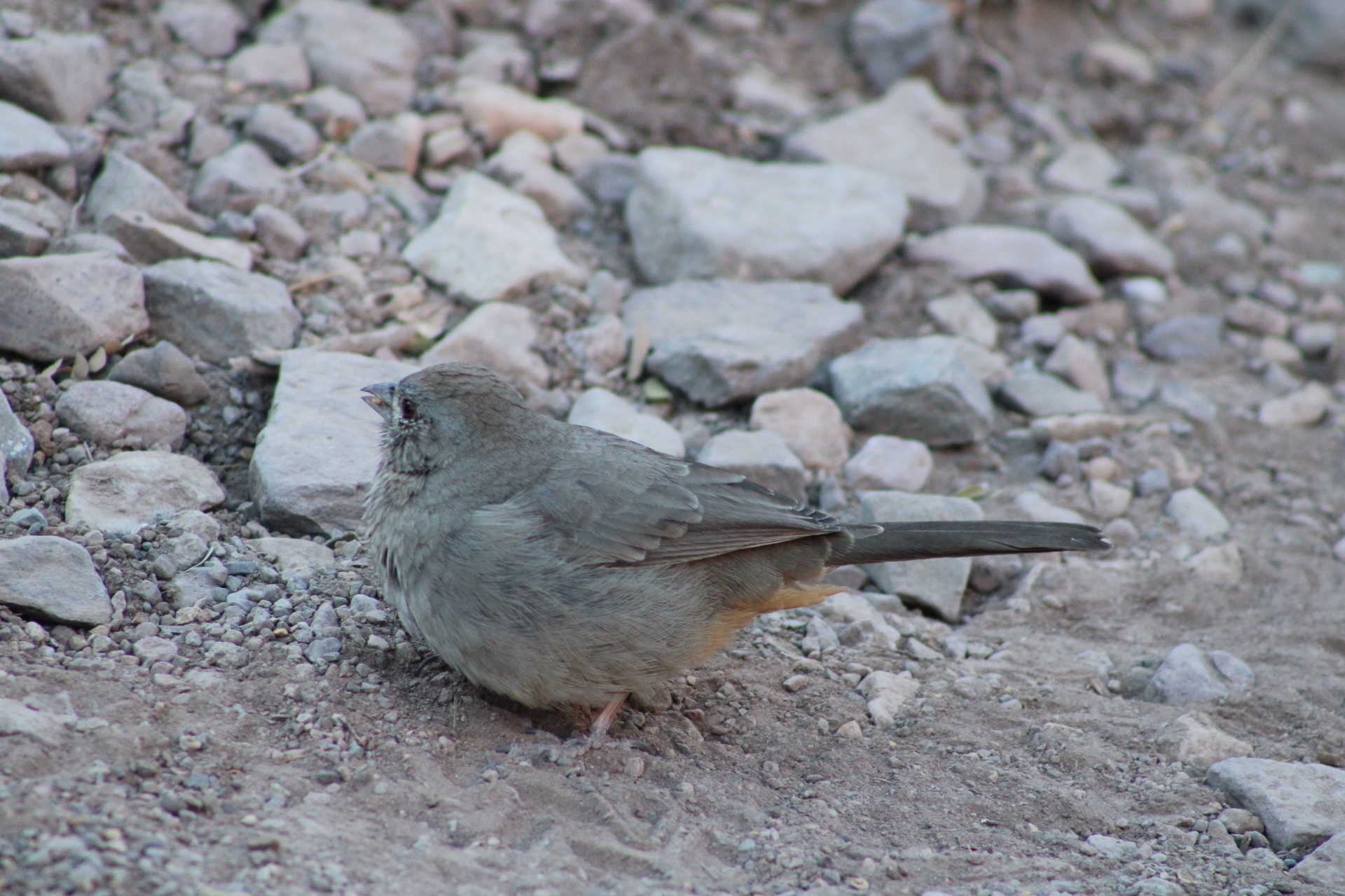 Canyon Towhee (Melozone fusca)