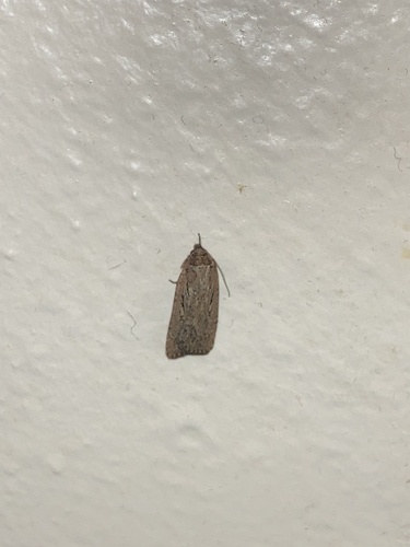 Western W-marked Cutworm Moth and Close Allies photo 2