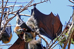 Pteropus poliocephalus