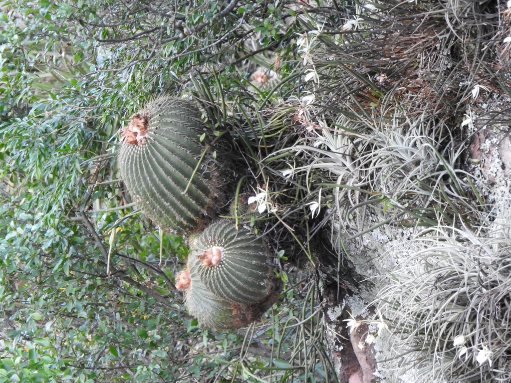 Parodia schumanniana, Misiones, AR