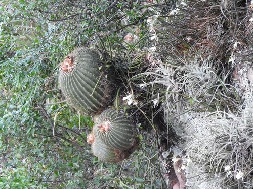 Golden Barrel Cactus (Parodia schumanniana)