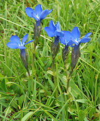 Gentiana bavarica