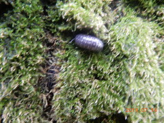 Armadillidium vulgare