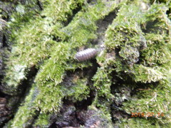 Armadillidium vulgare