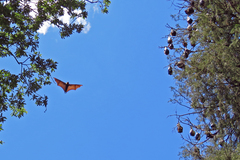 Pteropus poliocephalus