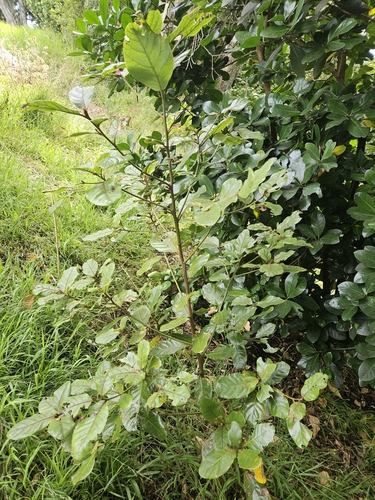 Image of Beilschmiedia tarairi by (c) Angus Campbell, some rights reserved (CC BY)