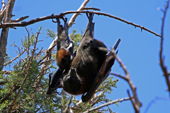 Pteropus poliocephalus