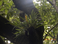 Lepisorus thunbergianus