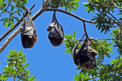 Pteropus poliocephalus