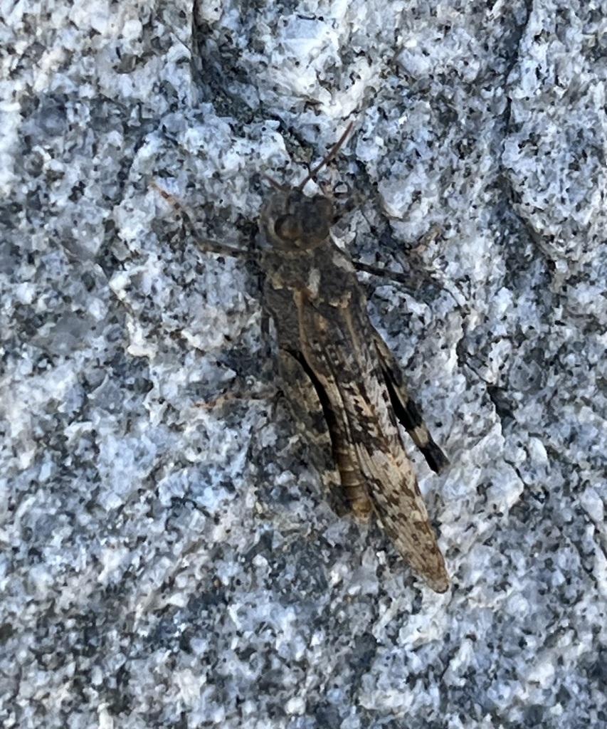 San Bernardino grasshopper