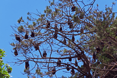 Pteropus poliocephalus