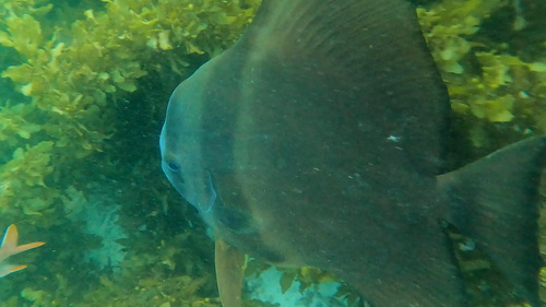 Batfish