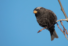 Black Rosy-Finch photo 5