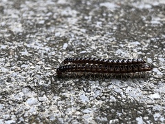 Oxidus gracilis