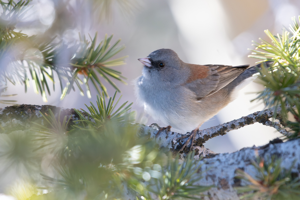 Dark-eyed Junco (Gray-headed)