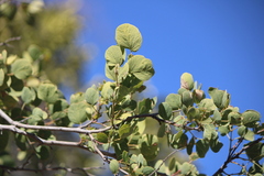 Senegalia reniformis, photograph José Belem Hernández Díaz, CC BY, iNaturalist via GBIF